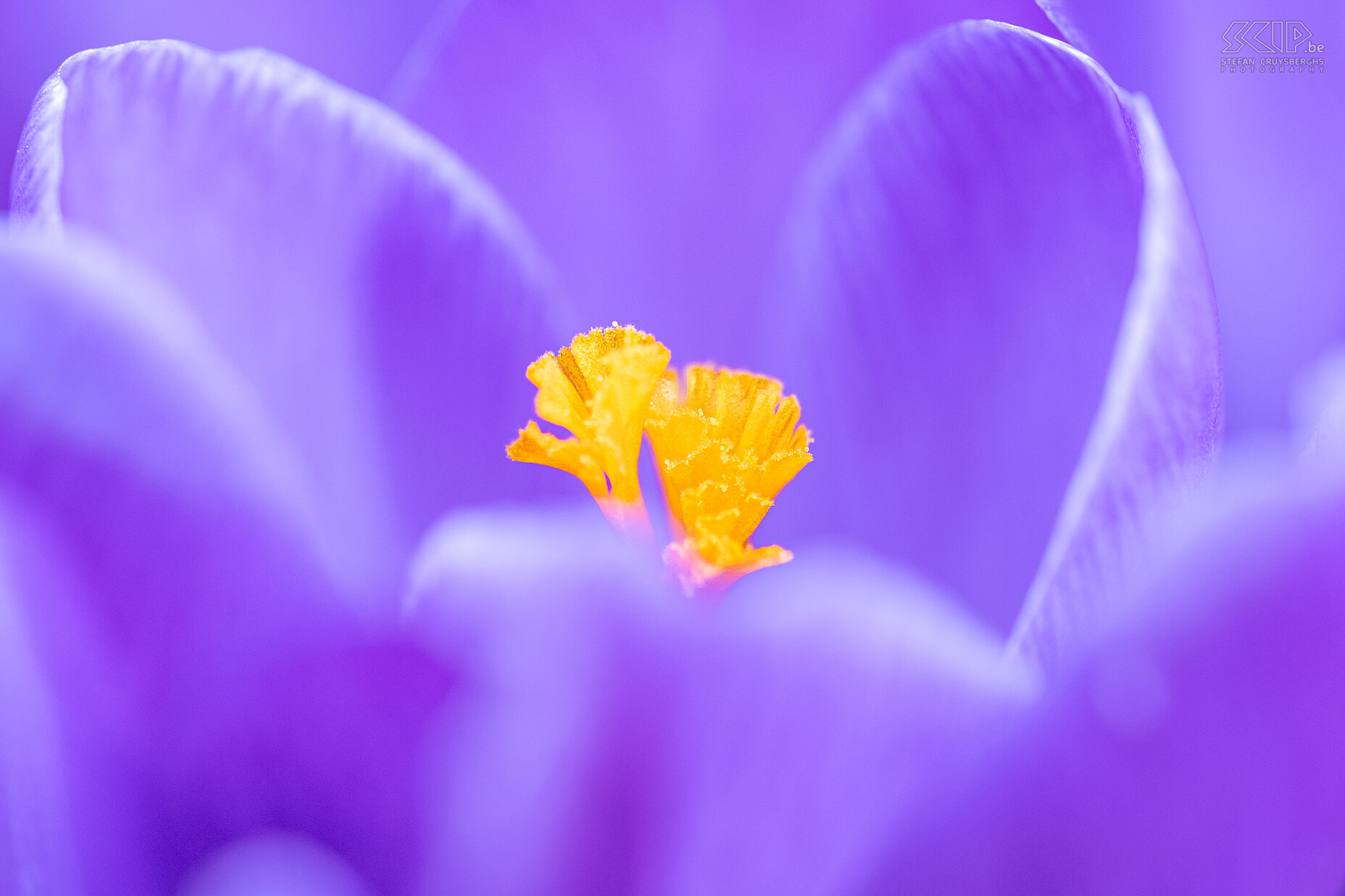 Krokussen Eindelijk, daar is de lente, daar is de zon. De eerste krokussen komen tevoorschijn in onze tuin in Scherpenheuvel... Stefan Cruysberghs